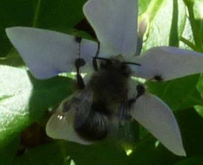 Due esemplari di Anthophora sp.